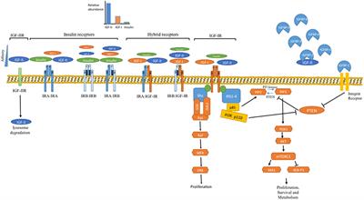 Systemic Metabolism, Its Regulators, and Cancer: Past Mistakes and Future Potential